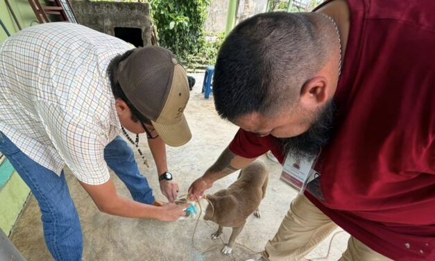 Coatzacoalcos en alerta preventiva: Investigan posibles casos de gusano barrenador en perros
