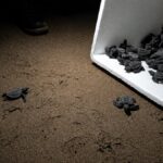 Coordinan Protección Civil y Profepa liberación de tortugas en costas de Coatzacoalcos