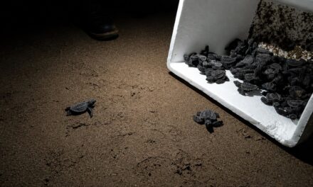 Coordinan Protección Civil y Profepa liberación de tortugas en costas de Coatzacoalcos