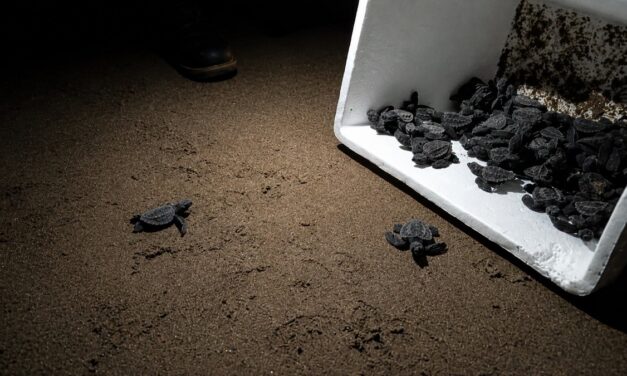 Coordinan Protección Civil y Profepa liberación de tortugas en costas de Coatzacoalcos
