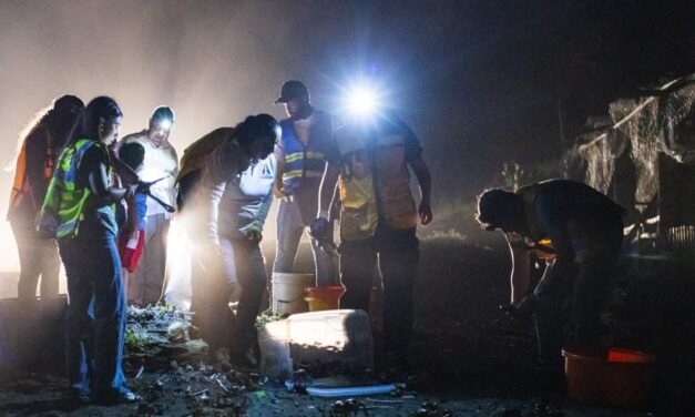 Protege Veracruz la migración del cangrejo azul con la Cangrejeada 2026
