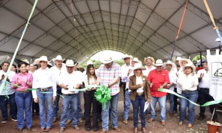 Con apoyo del Estado, inició en Tantoyuca el Tianguis Ganadero con más de 200 ejemplares exhibidos