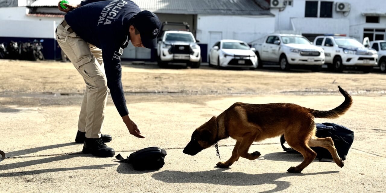 La Policía Municipal fortalece su Unidad Canina con certificación de agentes K9