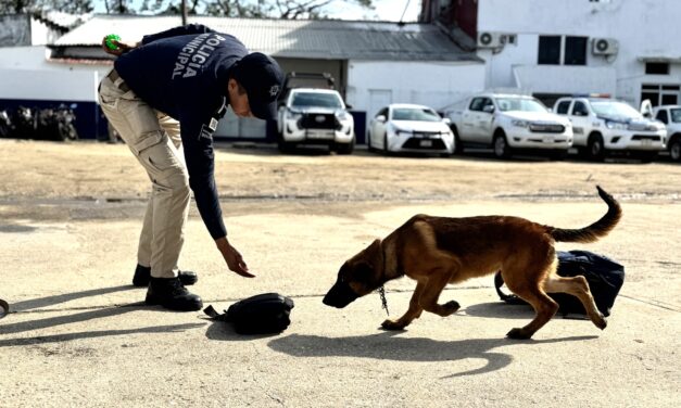La Policía Municipal fortalece su Unidad Canina con certificación de agentes K9