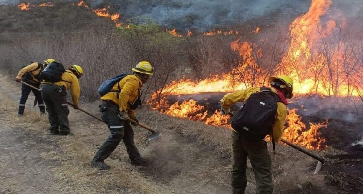Durante 2026 la entidad veracruzana registra 81 incendios forestales y más de mil hectáreas con afectación