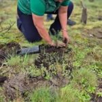 Sembrarán 98 mil plantas en 29 municipios veracruzanos en ‘Jornada Nacional de Reforestación’