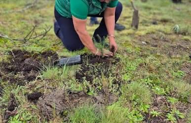 Sembrarán 98 mil plantas en 29 municipios veracruzanos en ‘Jornada Nacional de Reforestación’