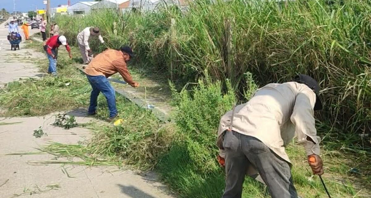 Realiza Ayuntamiento labores de poda, chapeo y fumigación en el bulevar Las Barrillas