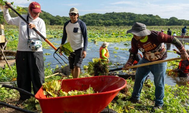 Inicia SEDEMA jornadas de limpieza en la Laguna de San Julián