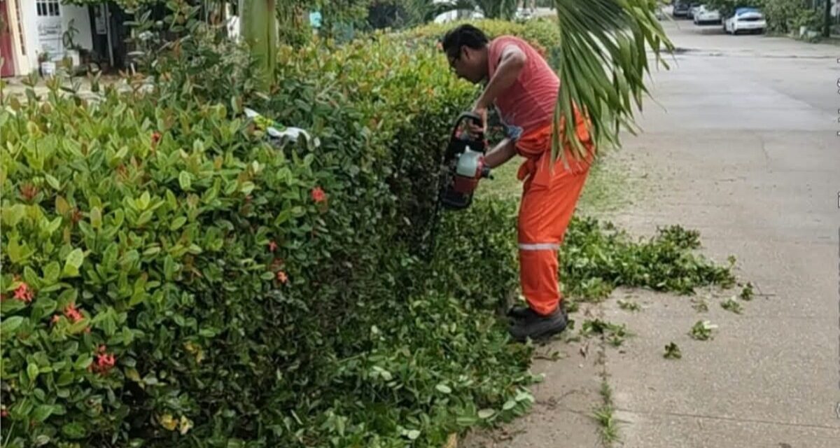 Ayuntamiento de Coatzacoalcos embellece camellones de la avenida Mariano Matamoros