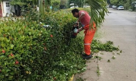 Ayuntamiento de Coatzacoalcos embellece camellones de la avenida Mariano Matamoros