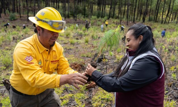 Planta Sedema mil árboles en San Juan del Monte