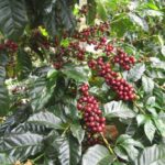 Necesario que el Senado apruebe Ley de Desarrollo Rural Sustentable y del Café, para rescatar el aromático