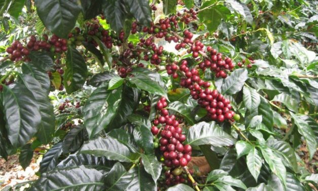 Necesario que el Senado apruebe Ley de Desarrollo Rural Sustentable y del Café, para rescatar el aromático