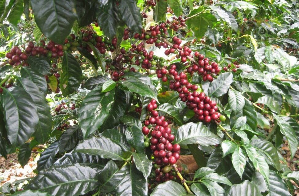 Necesario que el Senado apruebe Ley de Desarrollo Rural Sustentable y del Café, para rescatar el aromático