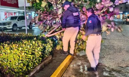 Policía Municipal de Coatzacoalcos realiza labores de vigilancia y apoyo social ante la caída de árboles