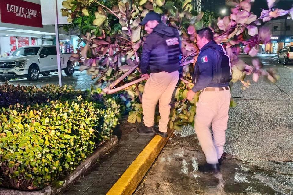 Policía Municipal de Coatzacoalcos realiza labores de vigilancia y apoyo social ante la caída de árboles