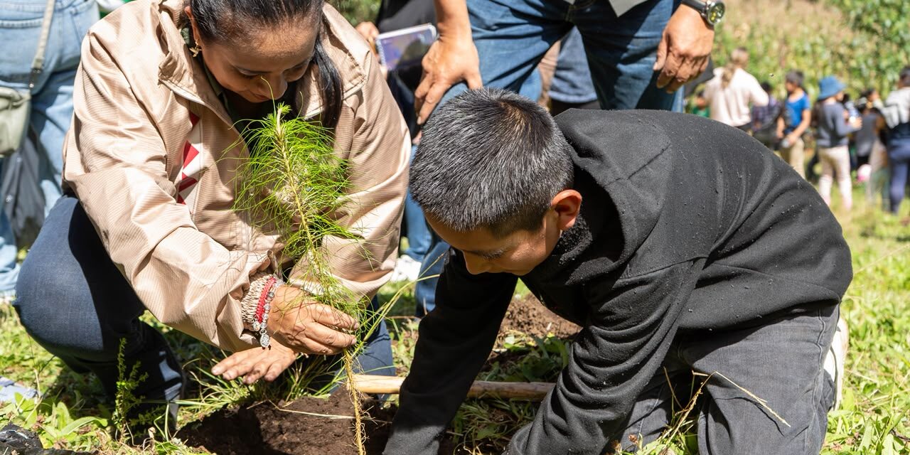 Sedema y Alpatláhuac reforestan 55.5 hectáreas en las Altas Montañas