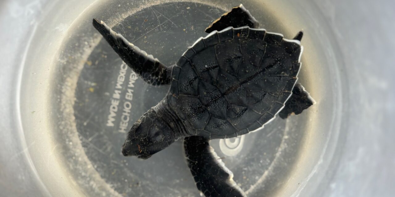 Coatzacoalcos canaliza cría de tortuga marina para recibir atención especializada