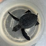 Coatzacoalcos canaliza cría de tortuga marina para recibir atención especializada