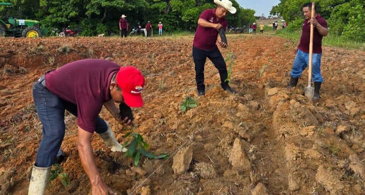 Coatzacoalcos avanza hacia un municipio más verde