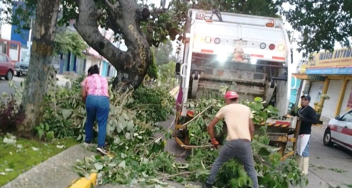 Despejan vías de comunicación en Coatzacoalcos tras la caída de árboles por vientos de “Norte”