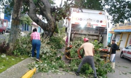 Despejan vías de comunicación en Coatzacoalcos tras la caída de árboles por vientos de “Norte”