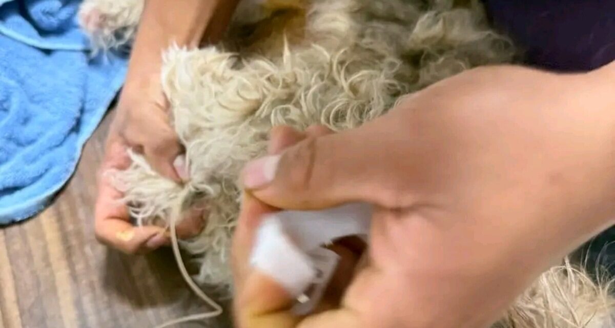 Refuerza Ayuntamiento de Coatzacoalcos atención de emergencias en el Centro de Control Animal