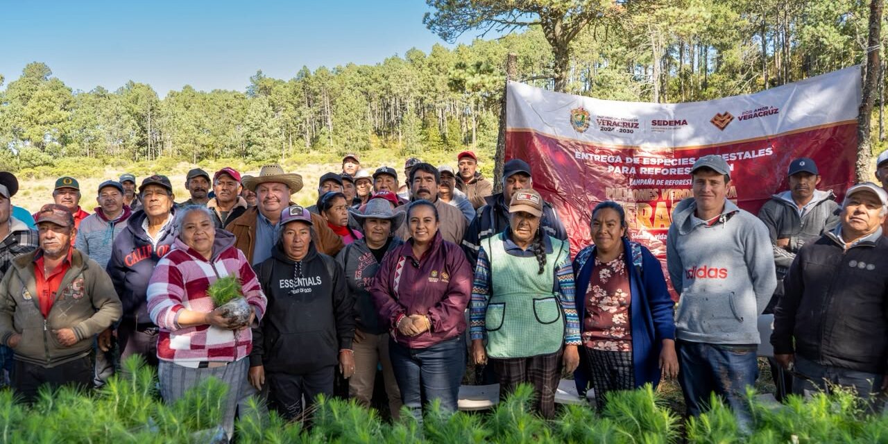 Reforesta Sedema 3.5 hectáreas en el ejido Las Vigas con 3 mil 500 árboles